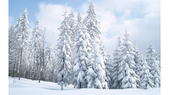 889536-snow-trees-wallpaper