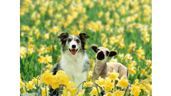 dog-and-lamb-spring-daffodils