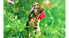 nature_spring_animal_cat_wallpaper_hd_12