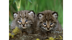 Baby_Animals_Wallpaper_8ZVKQ1