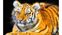 tiger_cub-2880x1800