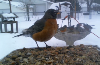 Robins at the bird bath and feeder Feb 2014.png