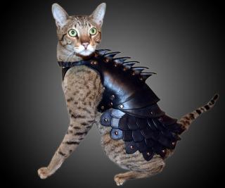 cat-battle-armor-10963.jpg