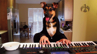 dog playing piano.gif