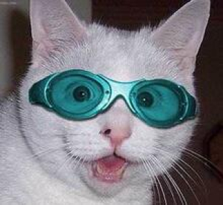 TurkeyToeFoo's picture