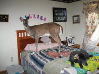 rustykooter's picture