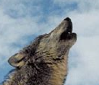 WHWF-RADIO's picture