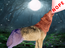 Wolfie_Says_Nope