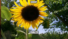 sunny daeze